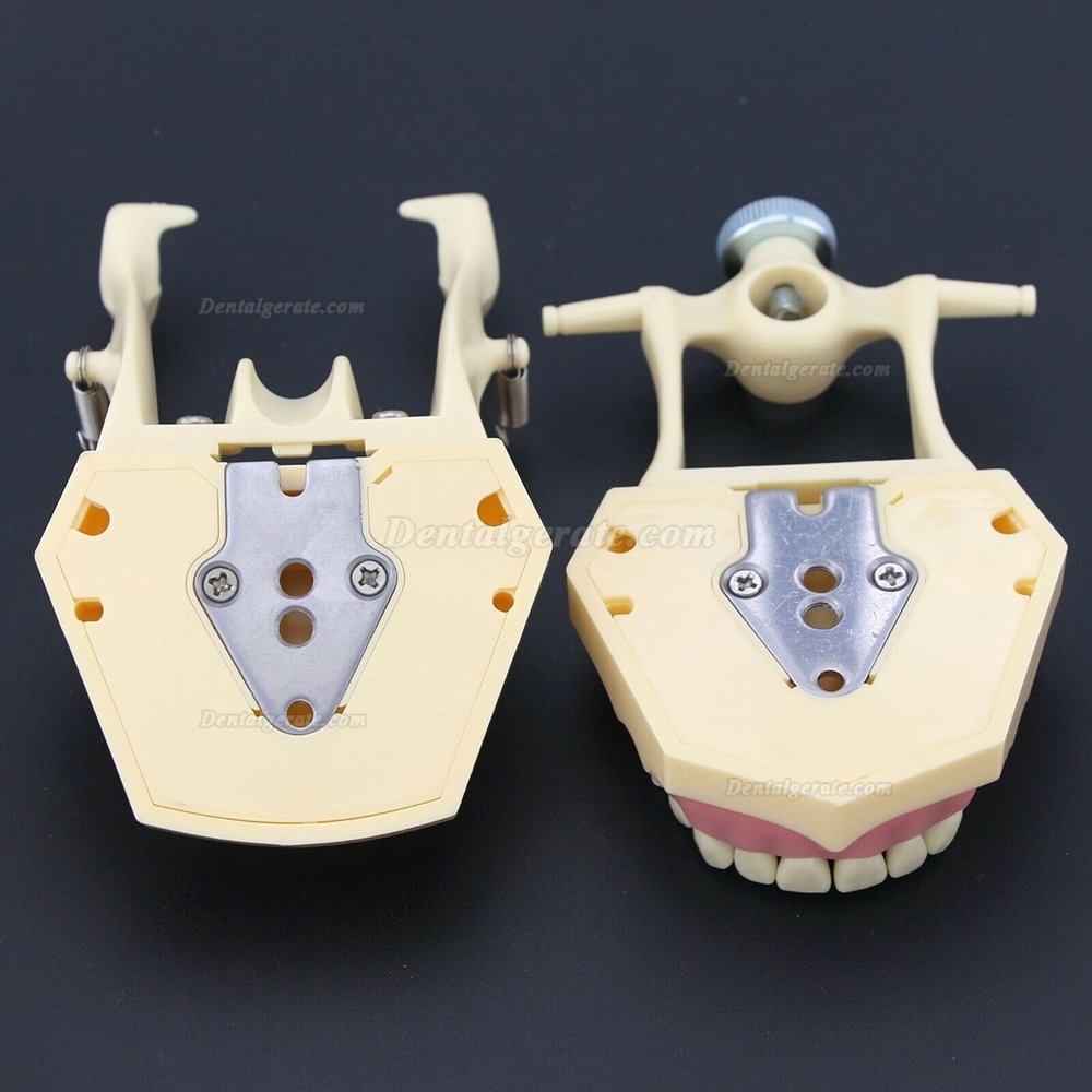 Dental Typodont Restorative Standardmodell M8014-2 Kompatibel mit Frasaco AG3 Modell